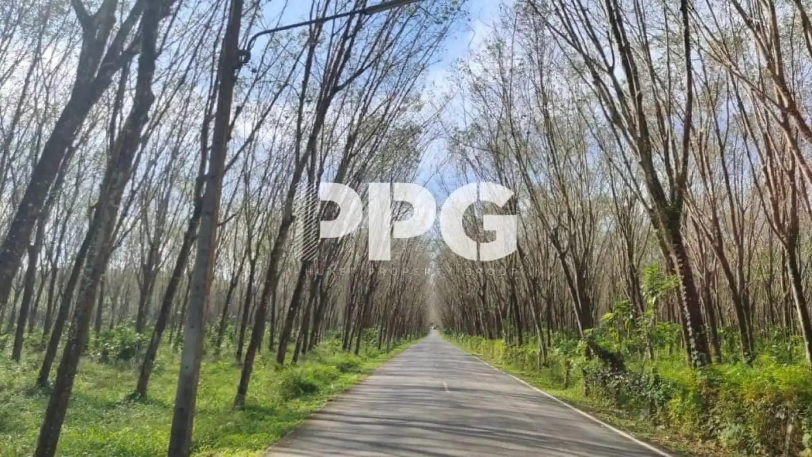 Phuket, ,ที่ดิน,ขาย,2339