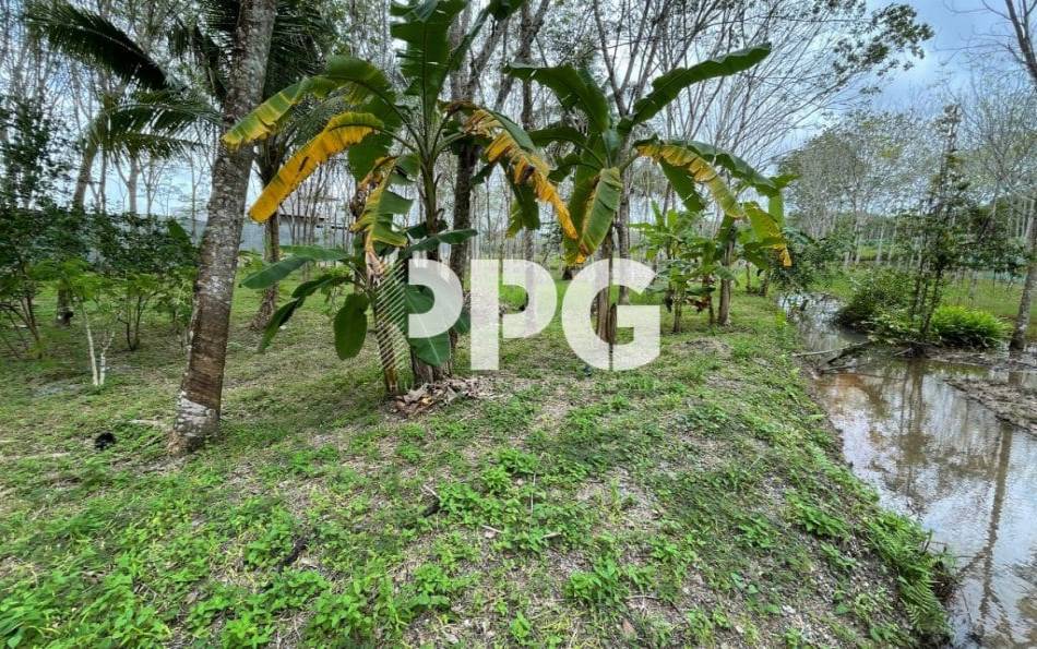 Phuket, ,Land,SOLD,2396